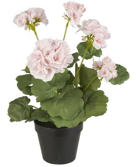 Pelargonie i potte - Rosa blomster