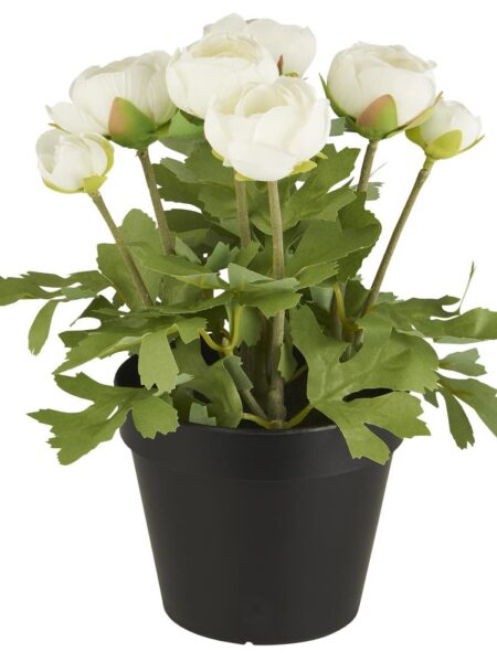 Ranunkel i potte - Hvide blomster