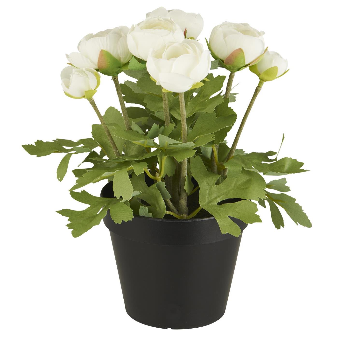 Ranunkel i potte - Hvide blomster