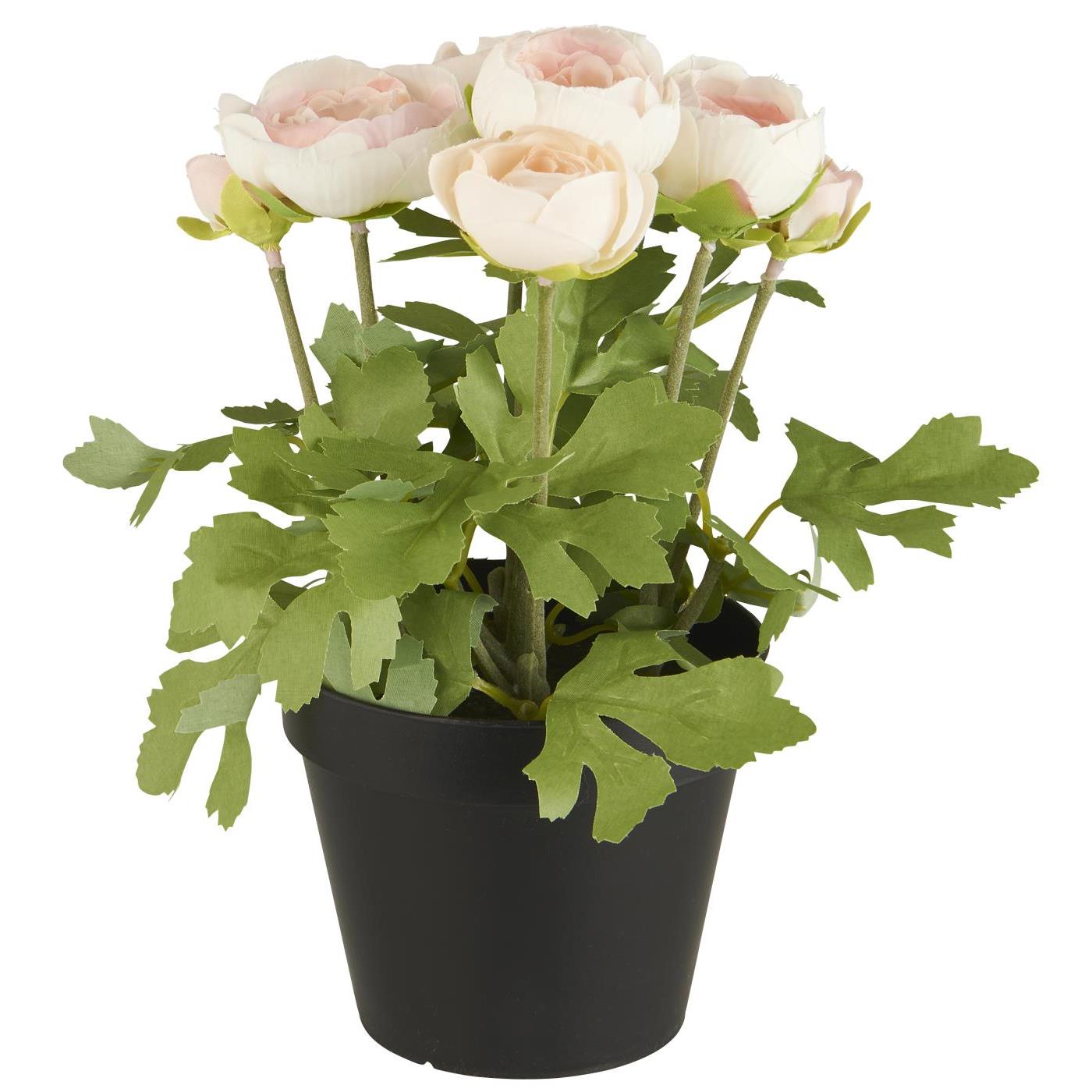 Ranunkel i potte - Ferskenfarvet blomster