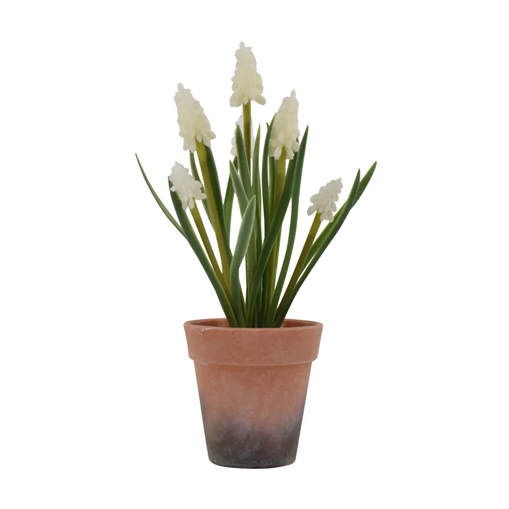 Perlehyacint i potte - Hvid