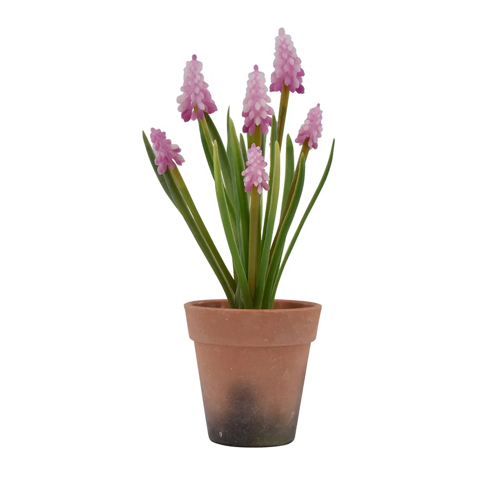 Perlehyacint i potte - Rosa