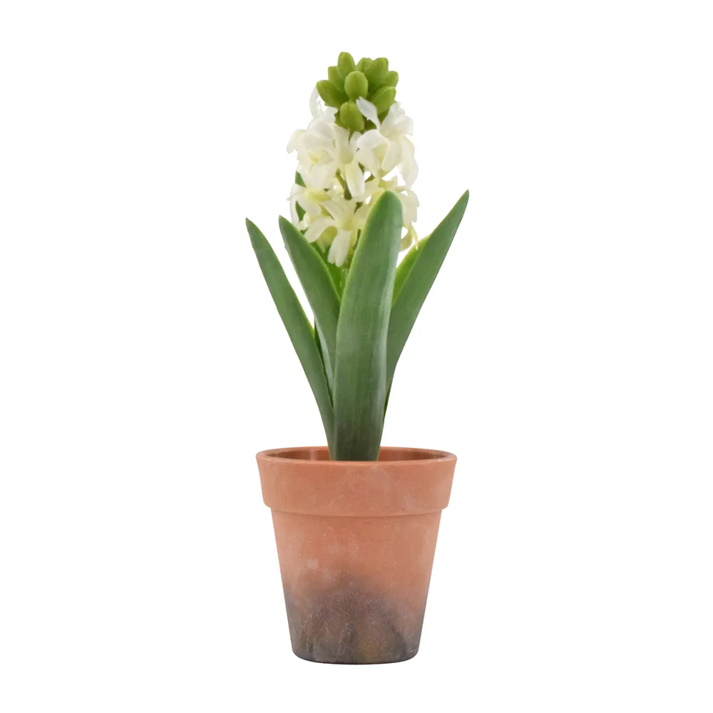 Hyacint i potte - Hvid