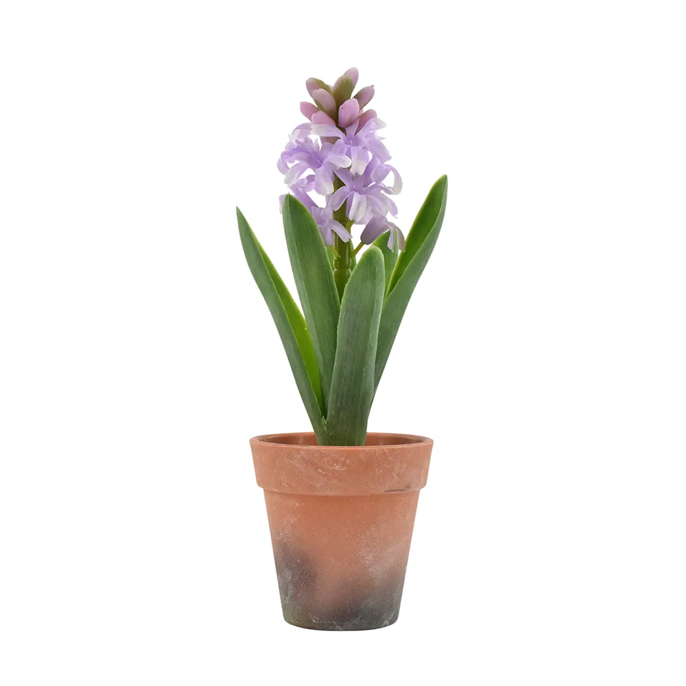 Hyacint i potte - Lilla